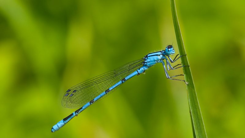 Wildlife on the Broads - Herbert Woods