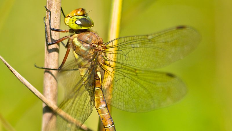 Wildlife on the Broads - Herbert Woods