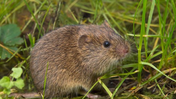 Wildlife on the Broads | Herbert Woods